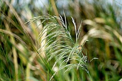 《JOJO群星之战R》四代目JOJO东方仗助预告